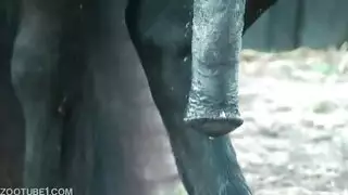 سيكس حصان حيوانت مع بشر